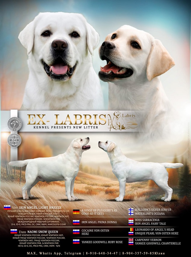 Щенки лабрадора от БАЙКАЛА.