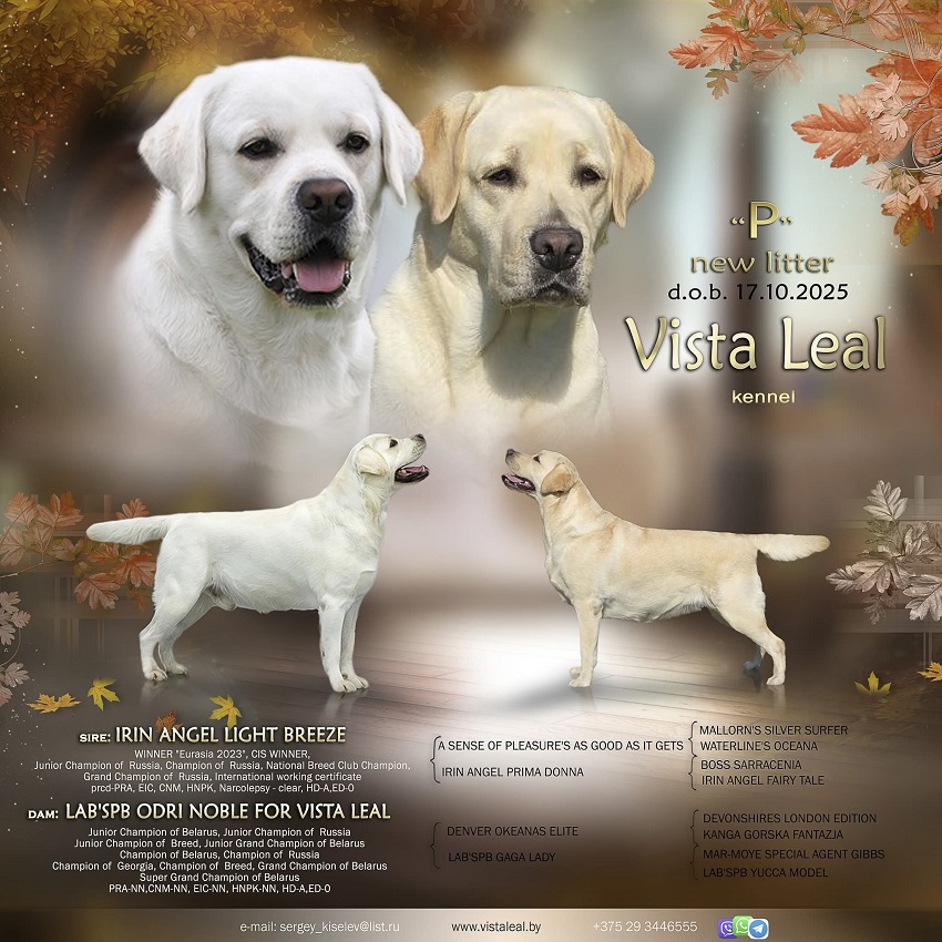 Щенки лабрадора от БАЙКАЛА.