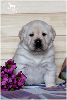Щенок лабрадора московского питомника лабрадоров Ирин Ангел, фотография Irin Angel Hugo Boss Puppy boy burgundy ribbon 1 month / puppy is available for sale