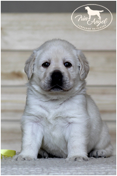 Щенок лабрадора московского питомника лабрадоров Ирин Ангел, фотография Irin Angel Harper Avery Puppy boy yellow ribbon 1 month / puppy reserved
