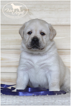 Щенок лабрадора московского питомника лабрадоров Ирин Ангел, фотография Irin Angel Hilarious Hero Puppy boy blue ribbon 1 month / puppy is available for sale